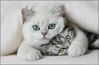 cute-cats-cats-8477436-400-261